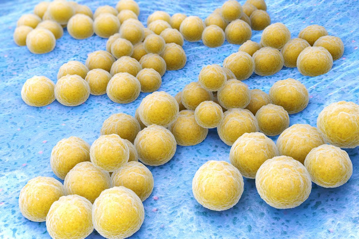 Staphylococcus aureus is one of the bacteria that the new antimicrobial peptides were found to be effective against