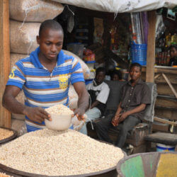 cowpea market iita