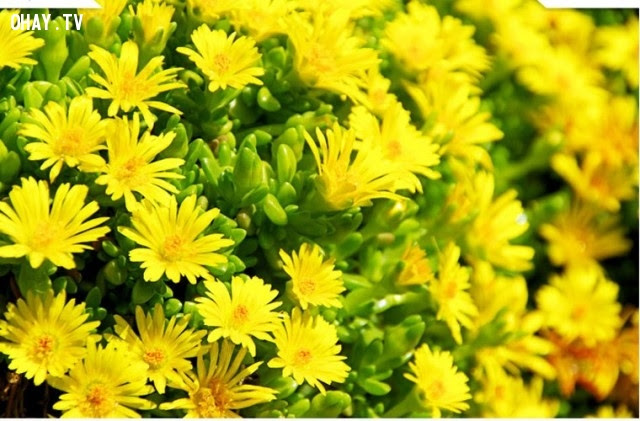 Hoa Cúc vàng (Yellow-Chrysanthemum) : Lòng kính yêu quý mến, nỗi hân hoan,ngôn ngữ các loài hoa,hoa đẹp,hoa ngữ