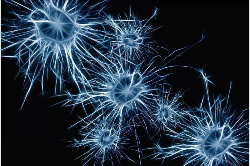 neurons