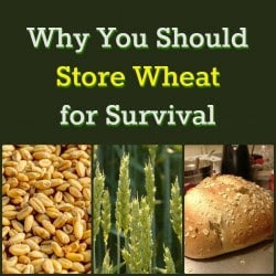 Why You Should Store Wheat for Survival