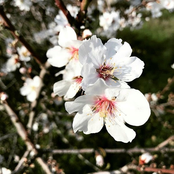 Datça er klar til å arrangere sin årlige Mandel Blossom Festival