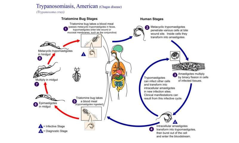 What is Chagas disease?