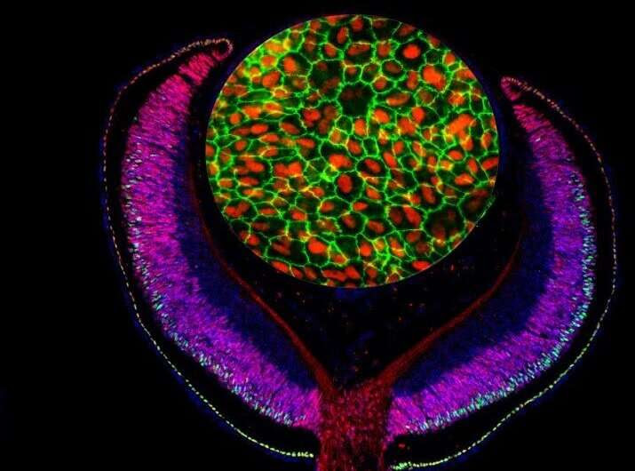 Combining multiple maps reveal new genetic risk factors for blindness