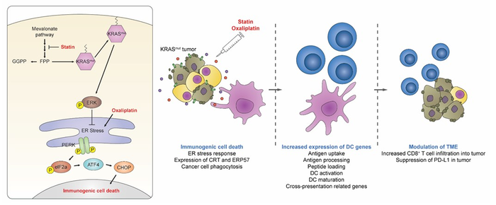 1. Graphical abstract of the anticancer immunotherapeutic strategy using by statins