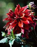 Christmas Dahlia - Posted on Tuesday, November 25, 2014 by Jacqueline Gnott