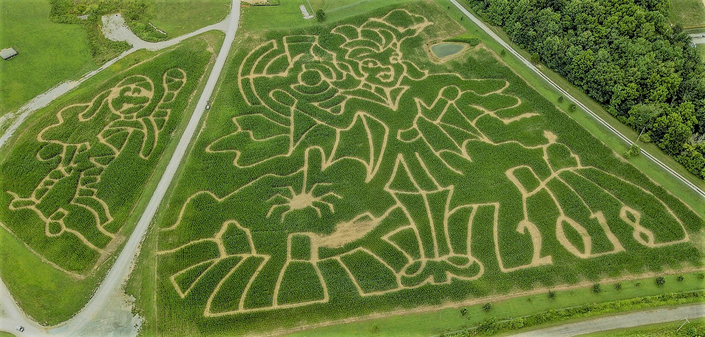 Corn Maze at Holiday World