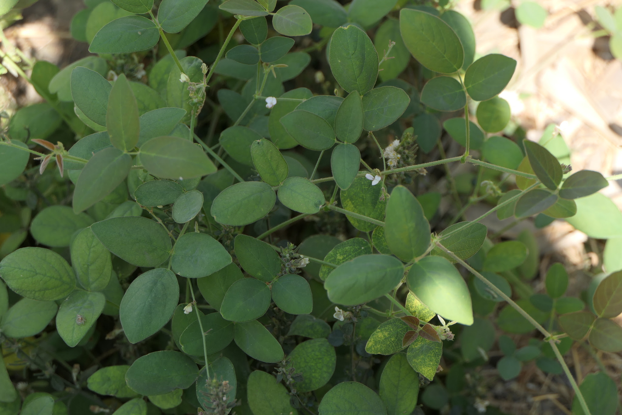 Desmodium scorpiurus (Sw.) Poir.