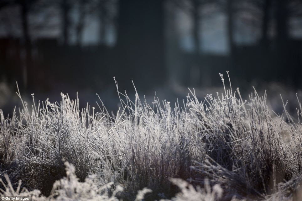 Frostbite: This morning's low temperature saw the night frost stay longer than usual in this high grass in Knutsford, England