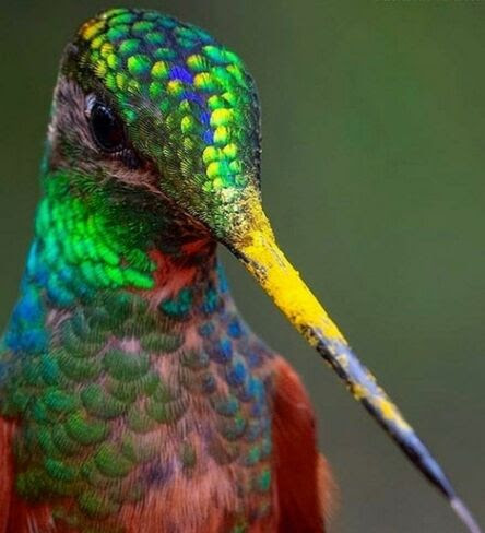 Hummingbird-up-close