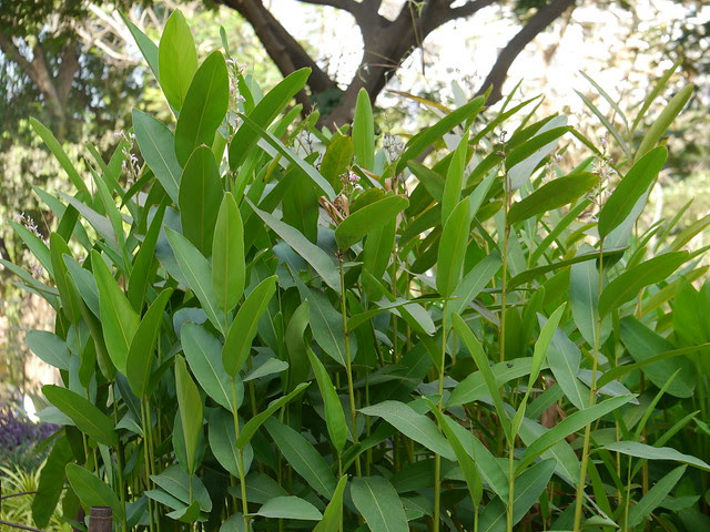 Alpinia galanga (L.) Willd.
