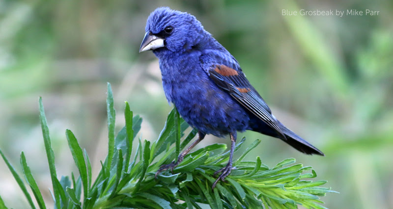 image of Blue Grosbeak by Mike Parr