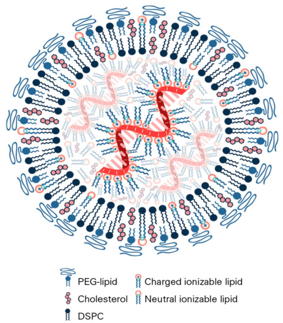 Lipid nanoparticle surrounding mRNA