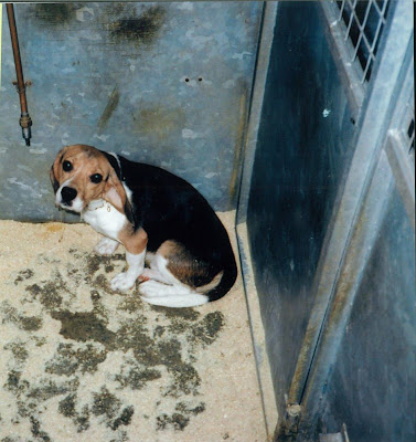 Foto: bange hond in kale kooi