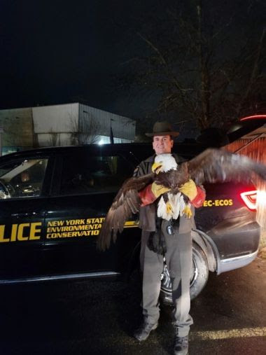 ECO holds large, injured bald eagle
