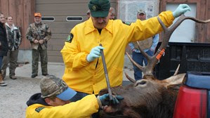 DNR biologists age an elk at a check station DNR biologists age an elk at a check station