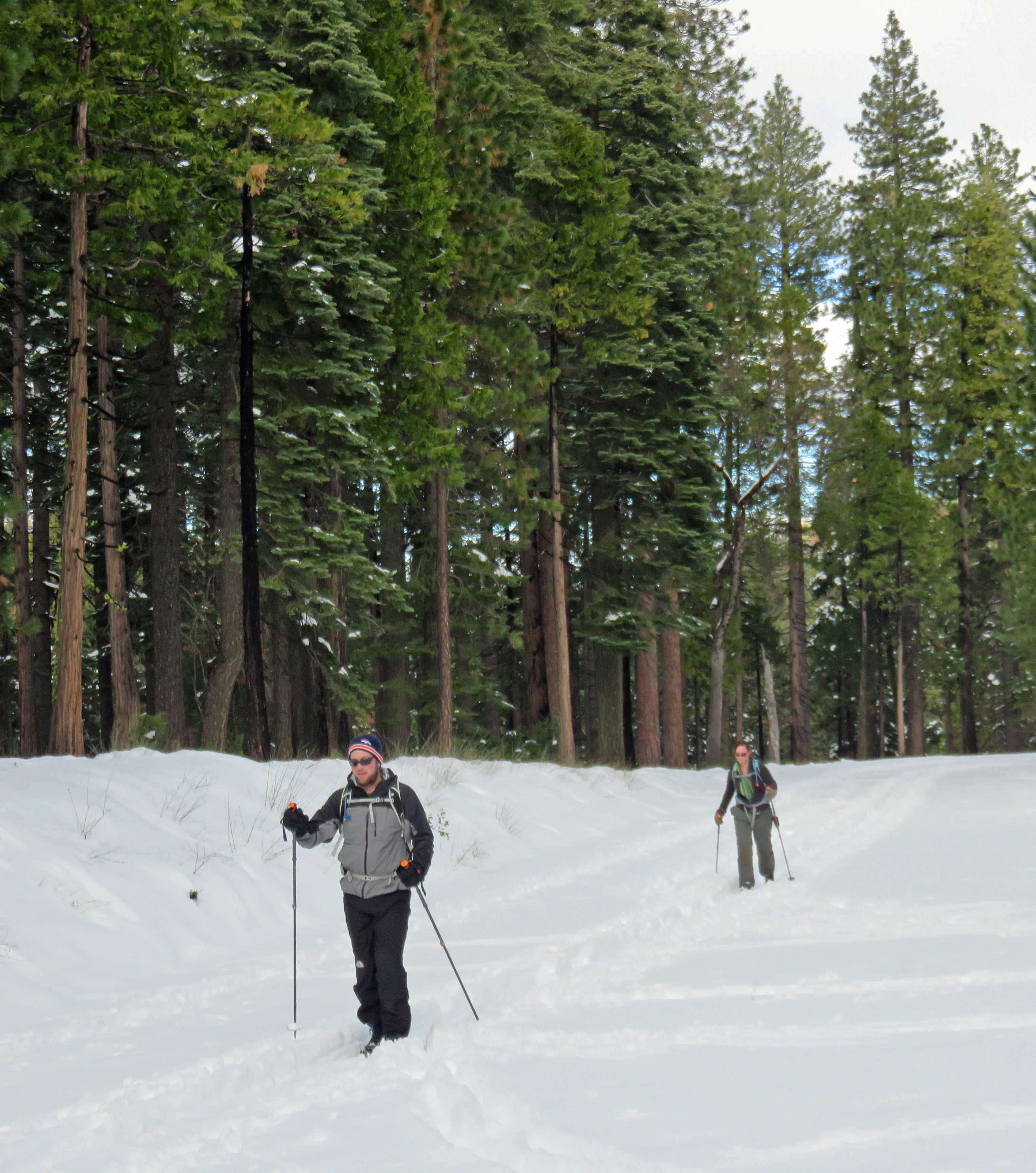 Calaveras Big Trees