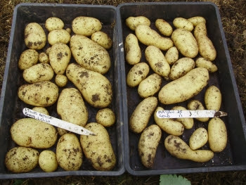 Extra Early potatoes 'Lady Christl' & 'Mayan Gold'. Harvested 30th April.