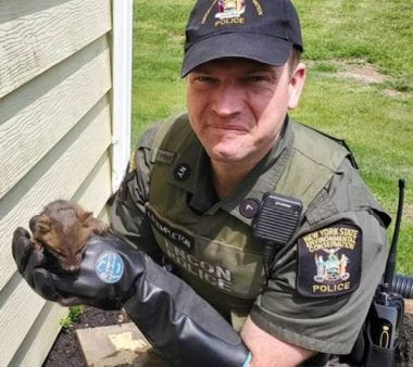 An ECO holds a tiny grey fox kit in his hands after rescue