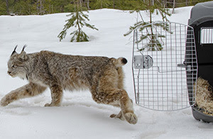 A Canada lynx moves from her wildlife carrier into the wilds of Schoolcraft County.