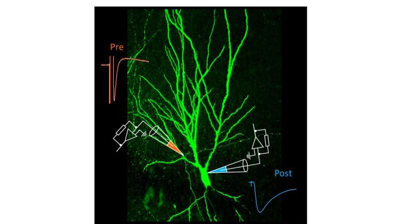 Synaptic transmission: Not a one-way street