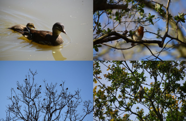 Epsom Common Bird Walk Poem