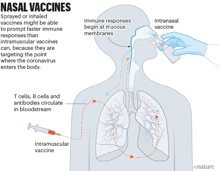 Nasal vaccines: a graphic that shows how nasal vaccines could start giving immunity at mucosal membranes in the nose and mouth.