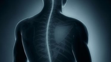 Spinal Cord Human Anatomy