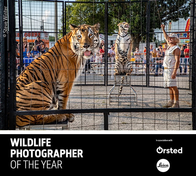 All About London: Natural History Museum - Tiger King And The Dark Side ...