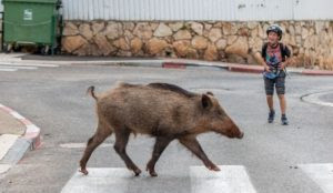 Wild Boars Running Wild In Haifa During Lockdown