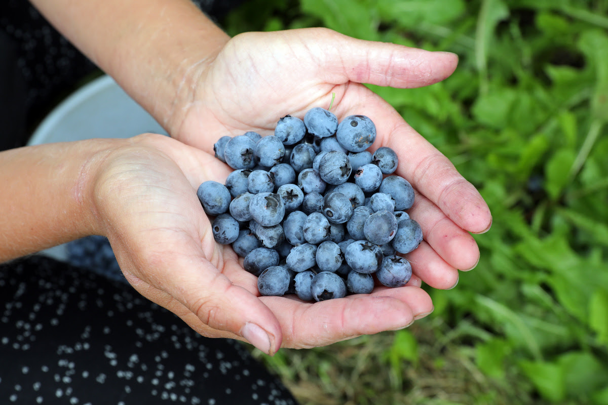 Polish harvest workers picking blueberries in the fields
