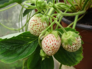 Victorian white strawberry - name of the variety lost in the mists of time sadly - but possibly a Chiloense hybrid. Victorian white strawberry - name of the variety lost in the mists of time sadly - but possibly a Chiloense hybrid.